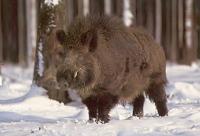 ilustrační foto...